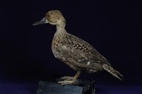 藏品(尖尾鴨)的圖片